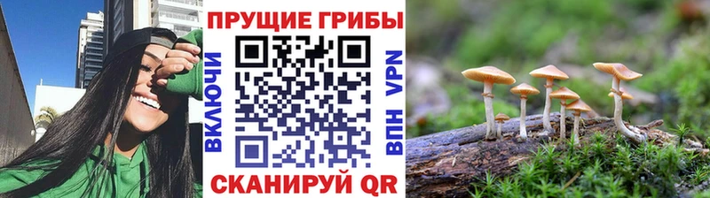 Галлюциногенные грибы Psilocybine cubensis  Клинцы 